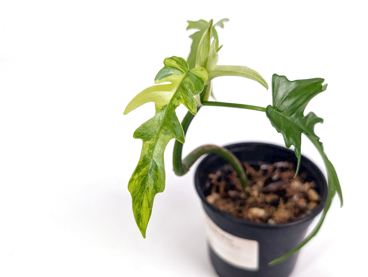 Philodendron Florida Beauty Variegated x Tortum Exact Plant in 4" - #20A