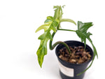 Philodendron Florida Beauty Variegated x Tortum Exact Plant in 4" - #20A