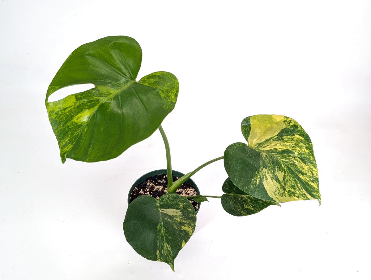 Monstera deliciosa Yellow Marilyn Aurea