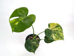 Monstera deliciosa Yellow Marilyn Aurea