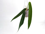 Anthurium Pallidiflorum