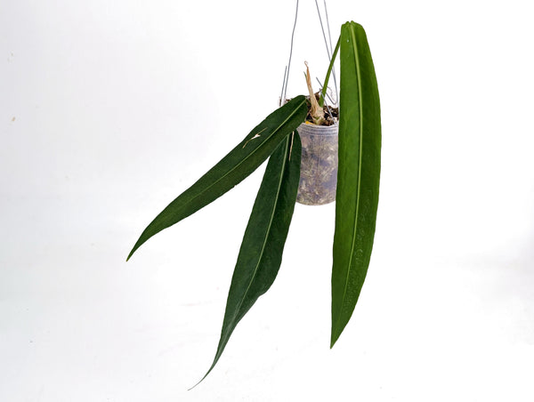Anthurium Pallidiflorum
