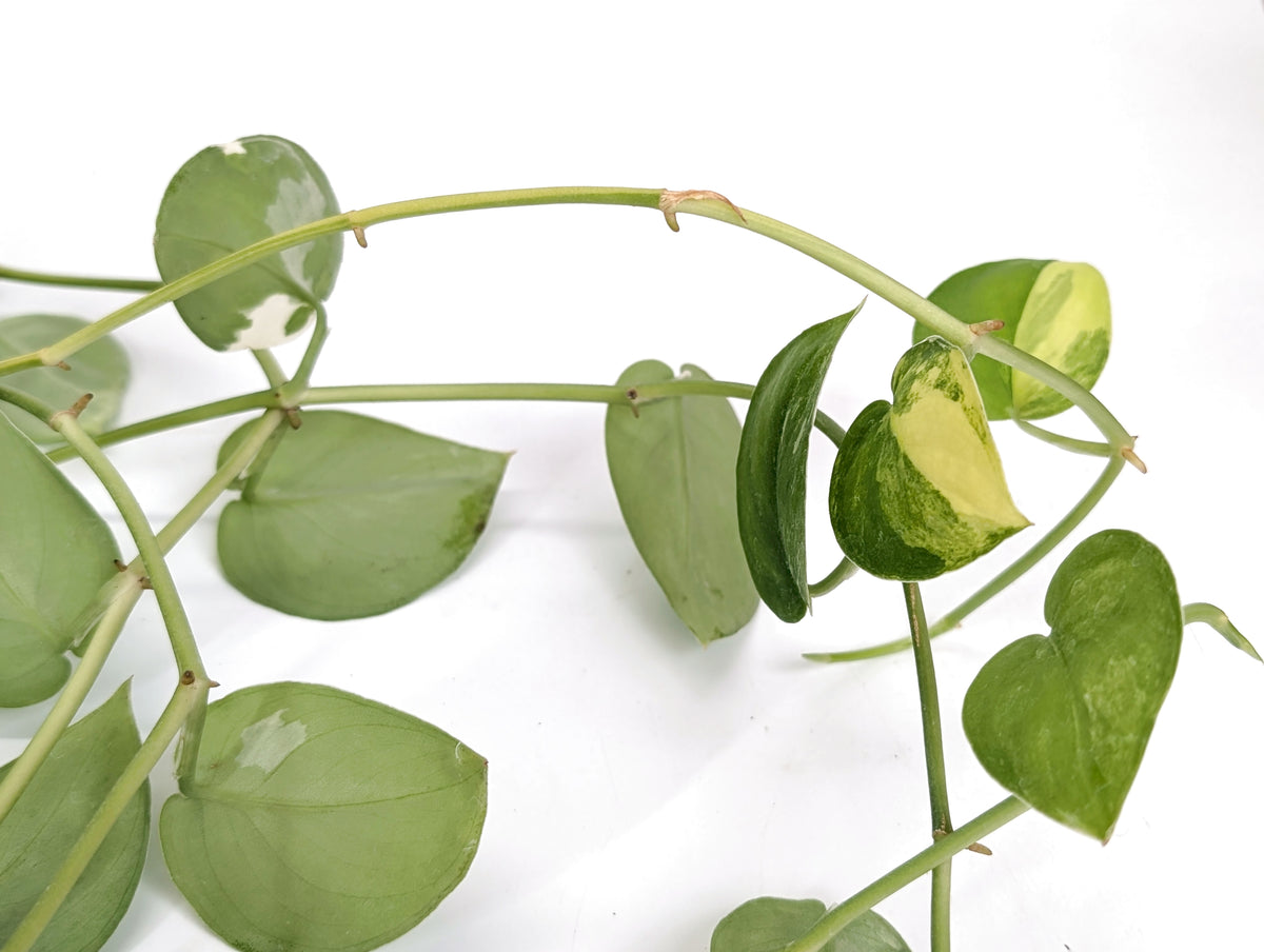 Scindapsus Pictus Jade Satin Variegated 8" Basket