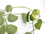Scindapsus Pictus Jade Satin Variegated 8" Basket