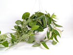 Scindapsus Pictus Jade Satin Variegated 8" Basket