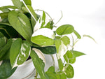 Scindapsus Pictus Jade Satin Variegated 8" Basket