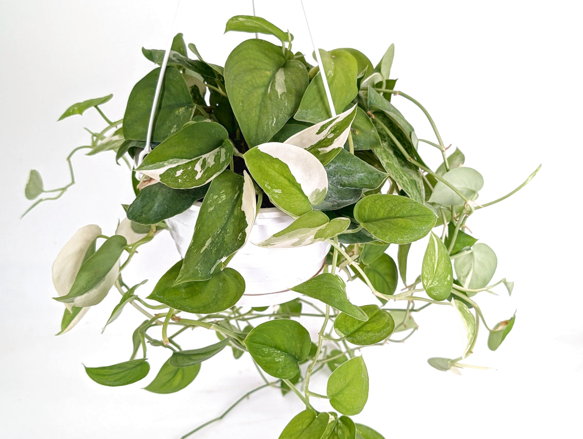 Scindapsus Pictus Jade Satin Variegated 8" Basket