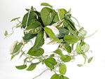 Scindapsus Pictus Jade Satin Variegated 8" Basket