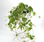 Scindapsus Pictus Jade Satin Variegated 8" Basket