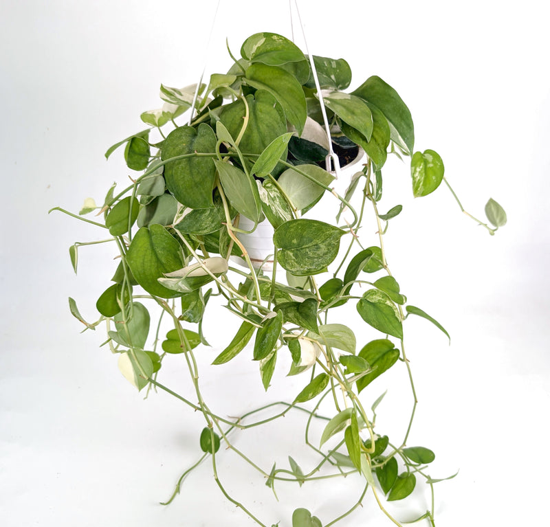 Scindapsus Pictus Jade Satin Variegated 8" Basket
