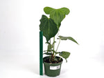 Anthurium Delta Force