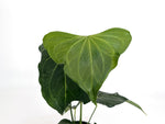 Anthurium Delta Force