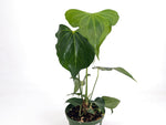 Anthurium Delta Force