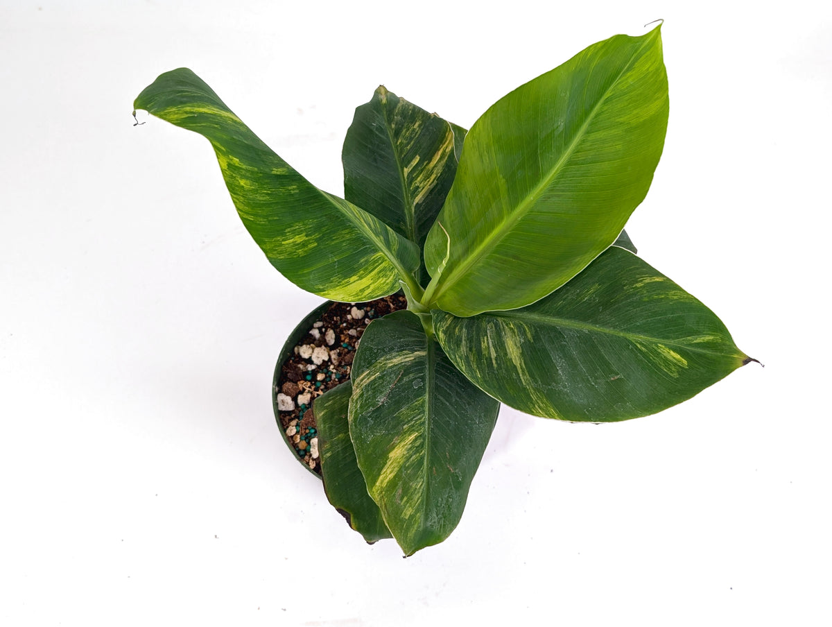 Musa Cavendish Dwarf Variegated Banana Tree