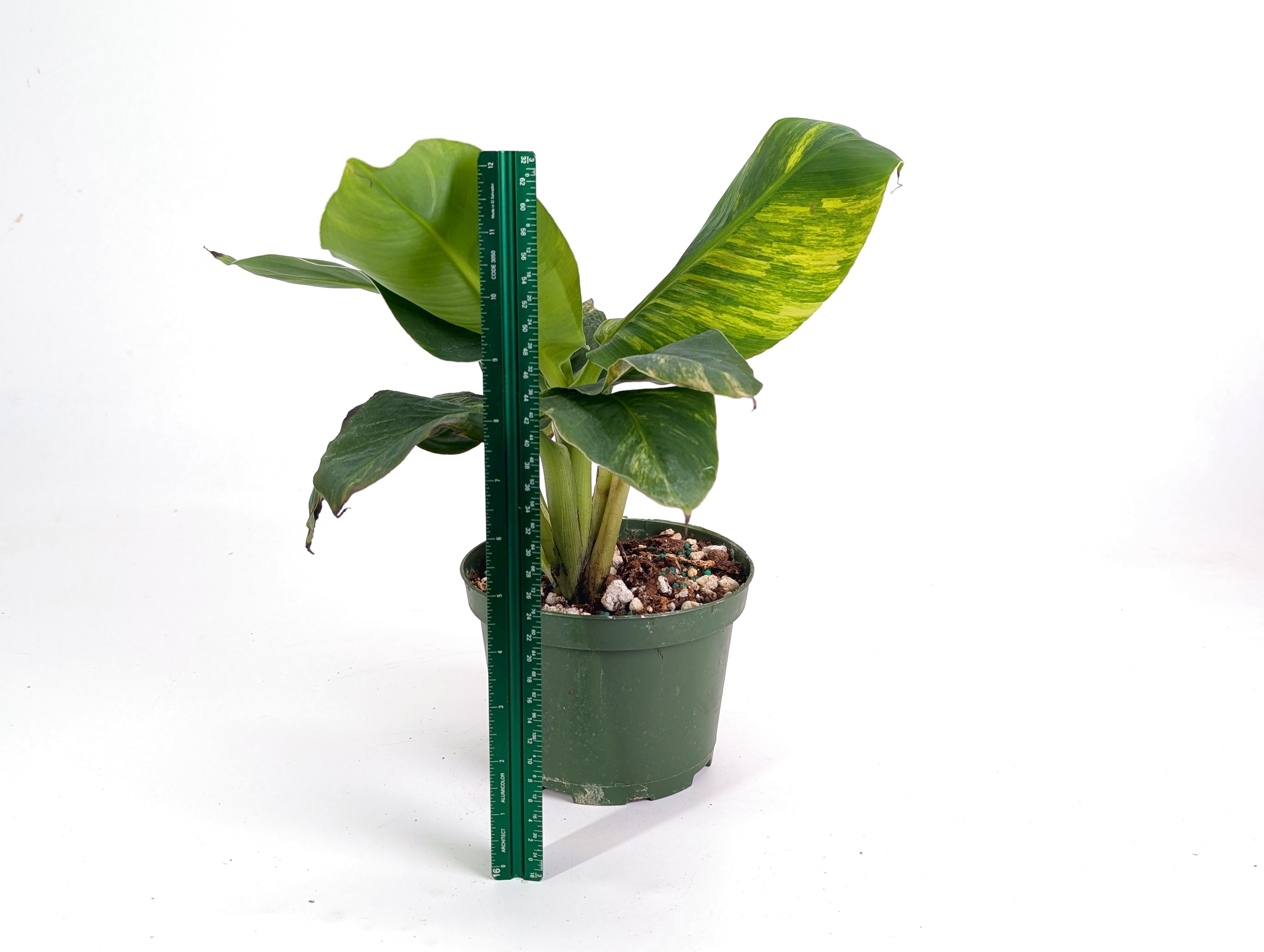 斑入りムサ ドワーフキャベンディッシュ Musa Dwarf Cavendish Musa