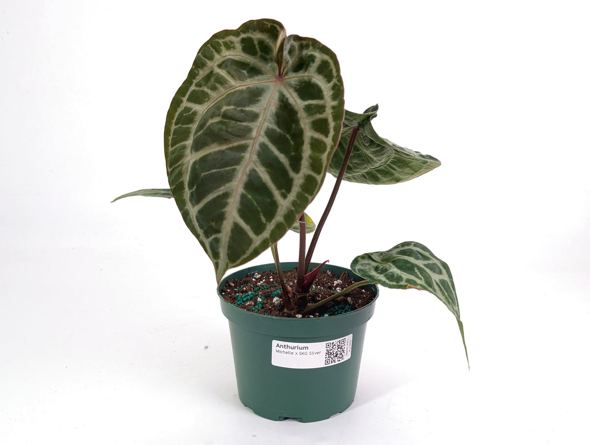 Anthurium Michele x SKG Silver