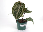 Anthurium Michele x SKG Silver