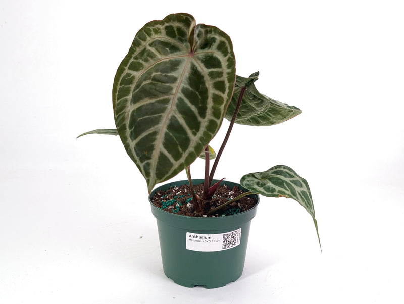 Anthurium Michele x SKG Silver