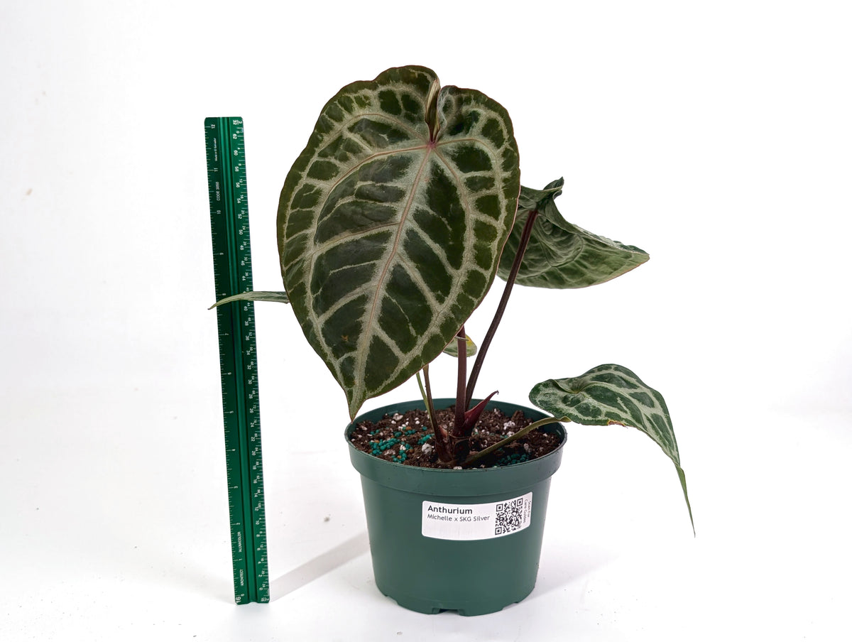 Anthurium Michele x SKG Silver