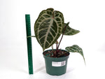 Anthurium Michele x SKG Silver