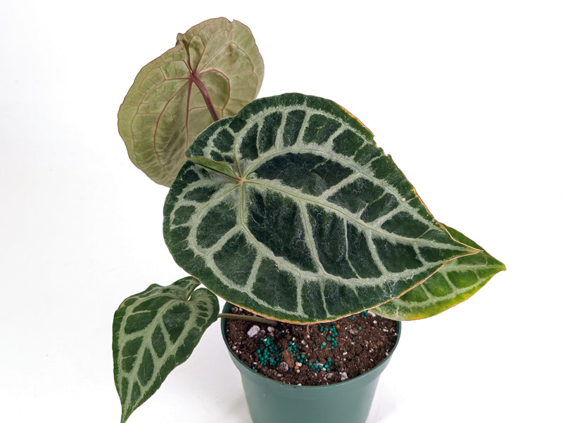 Anthurium Michele x SKG Silver