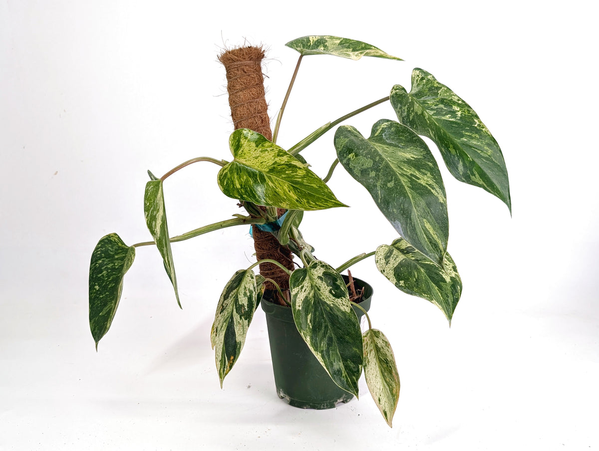 Philodendron Emerald King - Exact Plant #13B 2