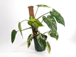 Philodendron Emerald King - Exact Plant #13B 2