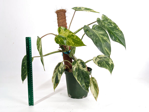 Philodendron Emerald King - Exact Plant #13B