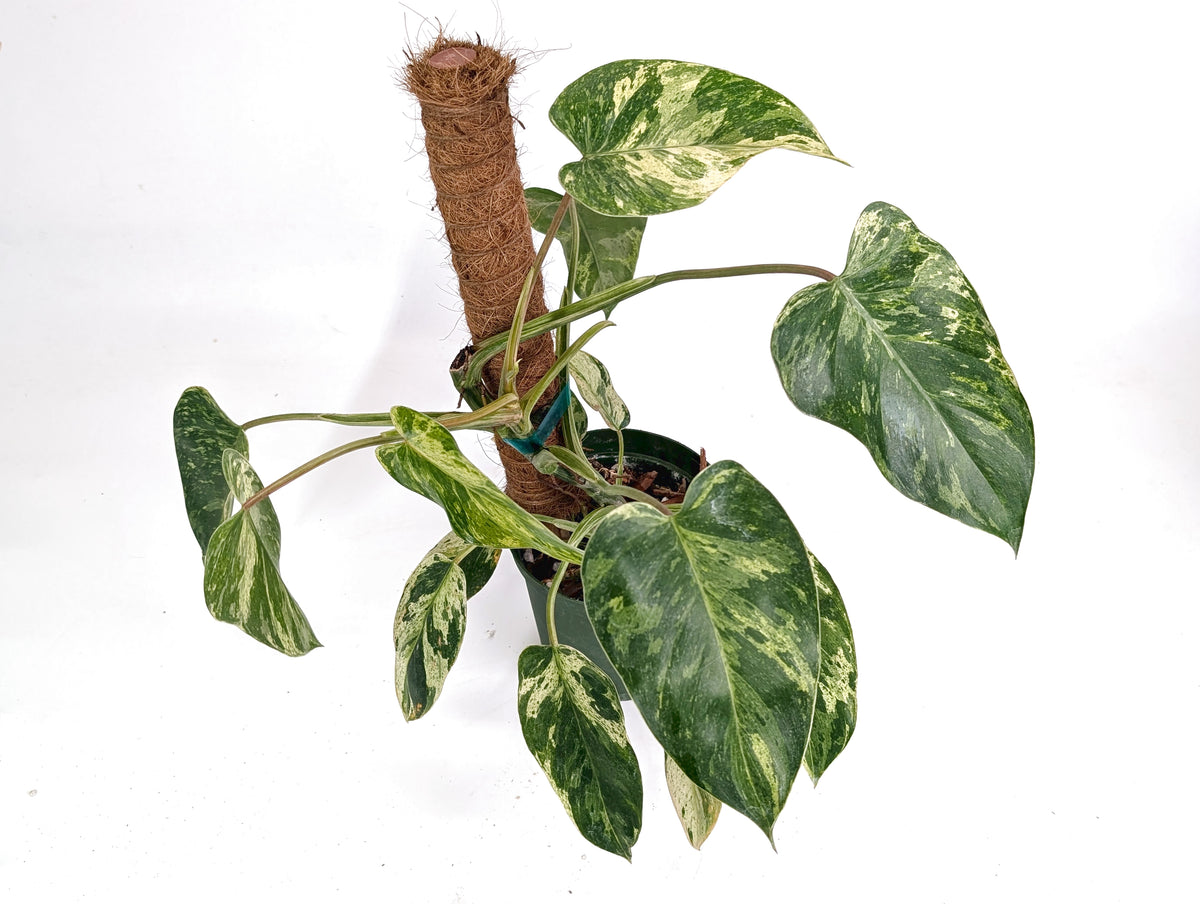 Philodendron Emerald King - Exact Plant #13B 2
