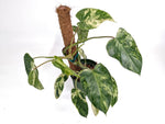 Philodendron Emerald King - Exact Plant #13B 2