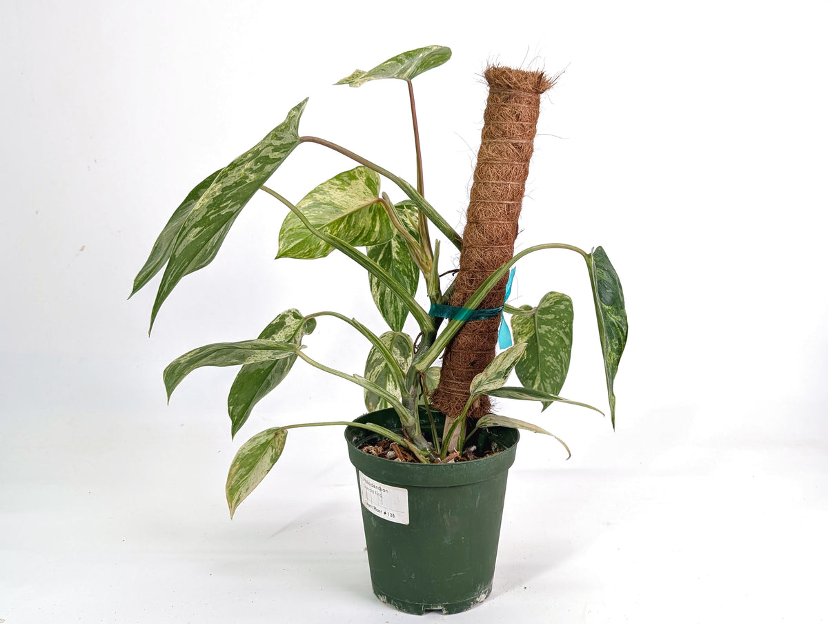 Philodendron Emerald King - Exact Plant #13B 2