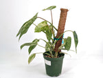 Philodendron Emerald King - Exact Plant #13B 2