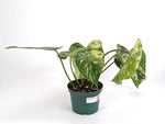 Philodendron Emerald King - Exact 6" Plant #30A