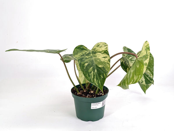 Philodendron Emerald King - Exact 6" Plant #30A