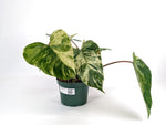 Philodendron Emerald King - Exact 6" Plant #30A