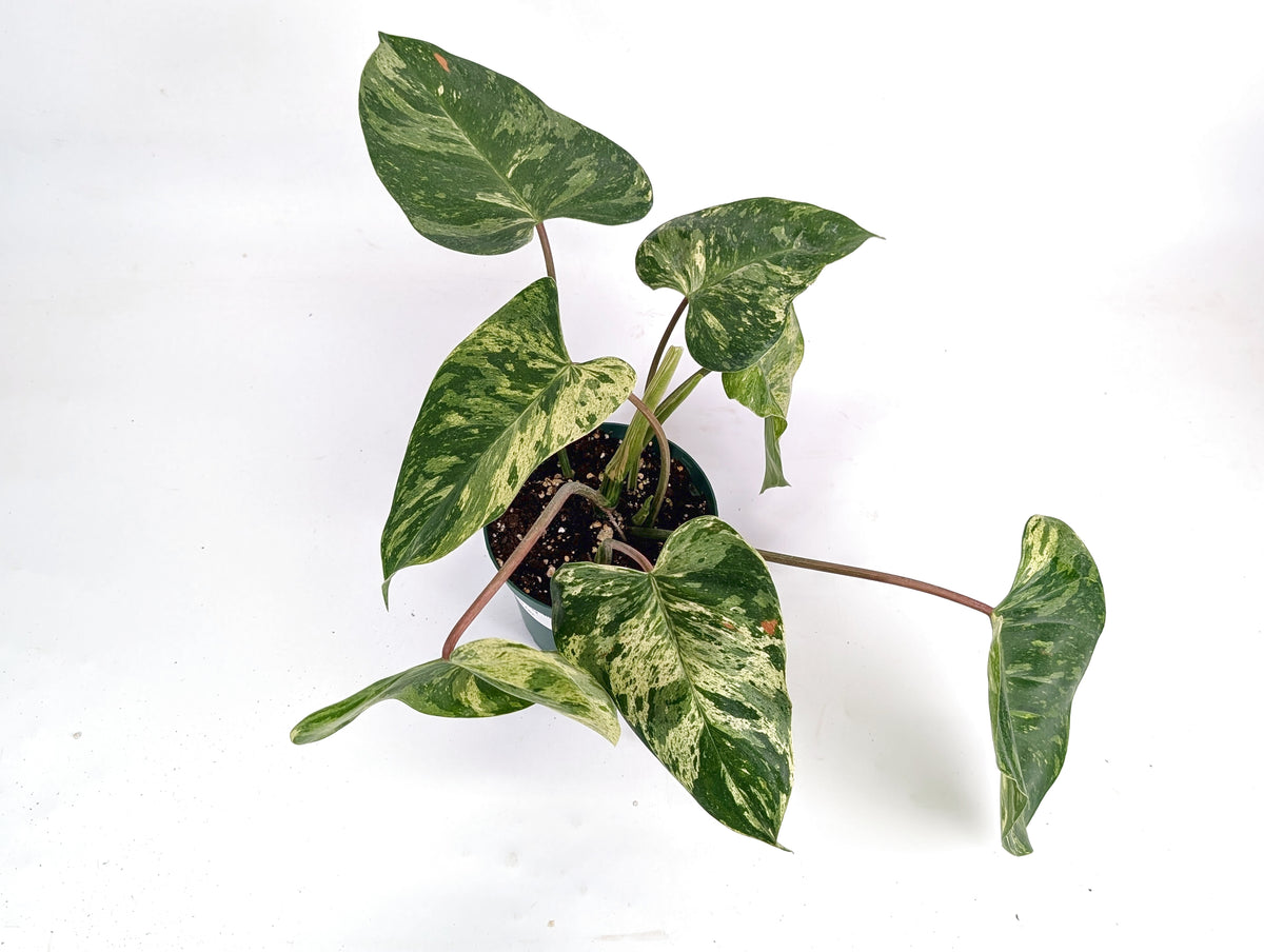 Philodendron Emerald King - Exact 6" Plant #30A