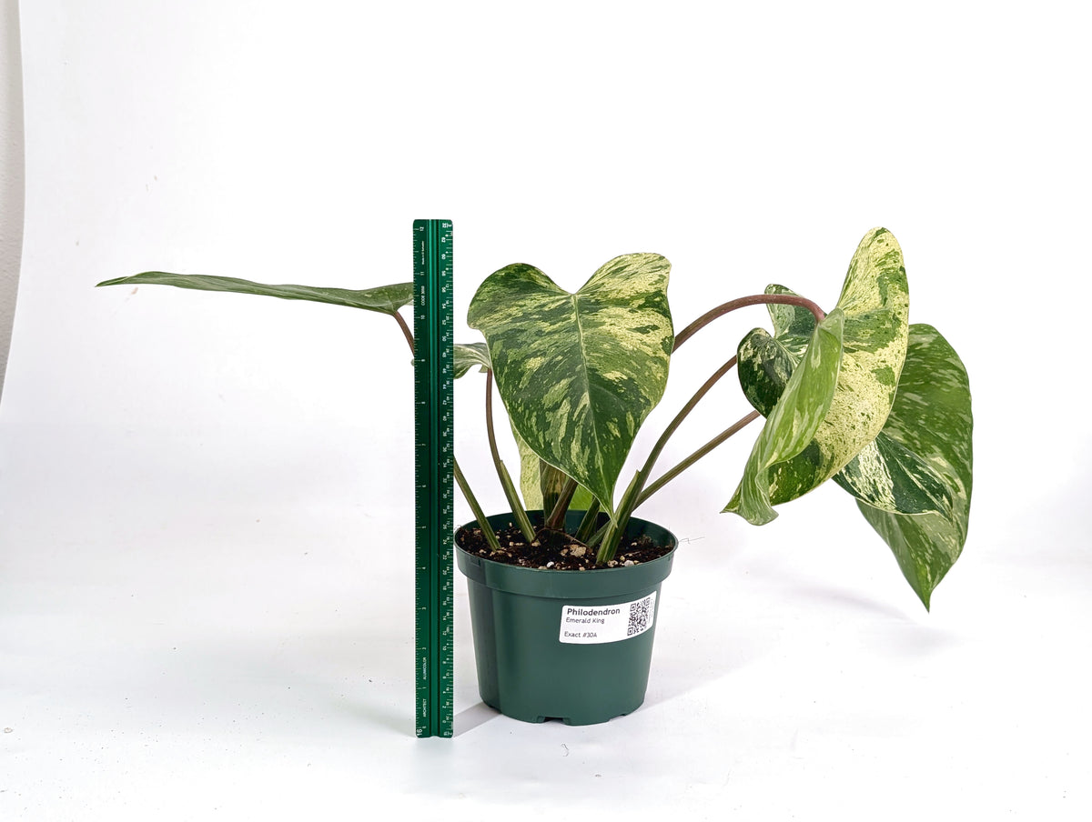 Philodendron Emerald King - Exact 6" Plant #30A