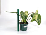 Philodendron Emerald King - Exact 6" Plant #30A