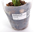 Anthurium Esmeralda Queen x Green Savannah - Exact 4" Plant #29A