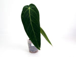 Anthurium Esmeralda Queen x Green Savannah - Exact 4" Plant #29A