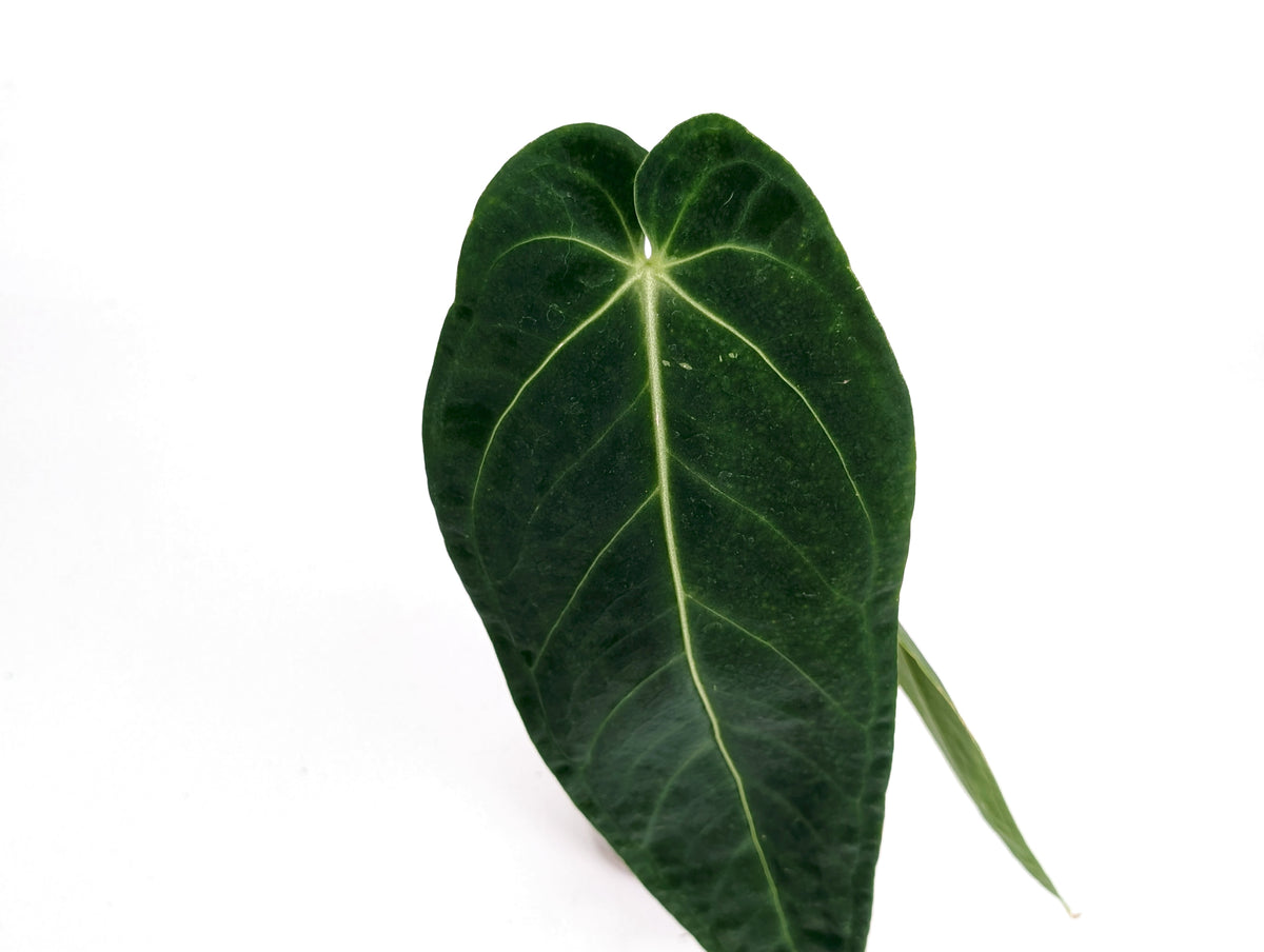 Anthurium Esmeralda Queen x Green Savannah - Exact 4" Plant #29A