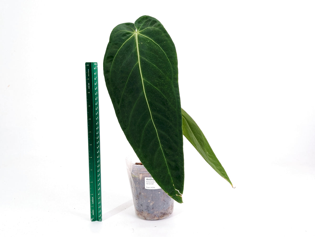 Anthurium Esmeralda Queen x Green Savannah - Exact 4" Plant #29A