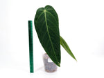 Anthurium Esmeralda Queen x Green Savannah - Exact 4" Plant #29A