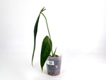 Anthurium Esmeralda Queen x Green Savannah - Exact 4" Plant #29A