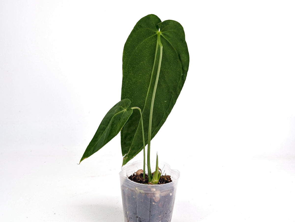 Anthurium Esmeralda Queen x Green Savannah - Exact 4" Plant #29A