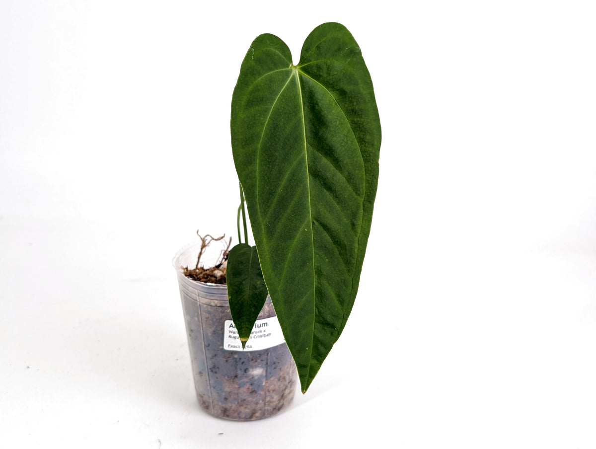 Anthurium Warocqueanum x Rugulosum Crinitum (Exact Plants)