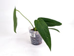 Anthurium Warocqueanum x Rugulosum Crinitum (Exact Plants)