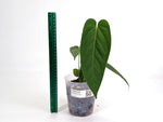 Anthurium Warocqueanum x Rugulosum Crinitum (Exact Plants)