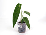 Anthurium Warocqueanum x Rugulosum Crinitum (Exact Plants)