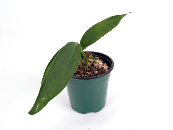Anthurium Zamora Queen x Veriscolor